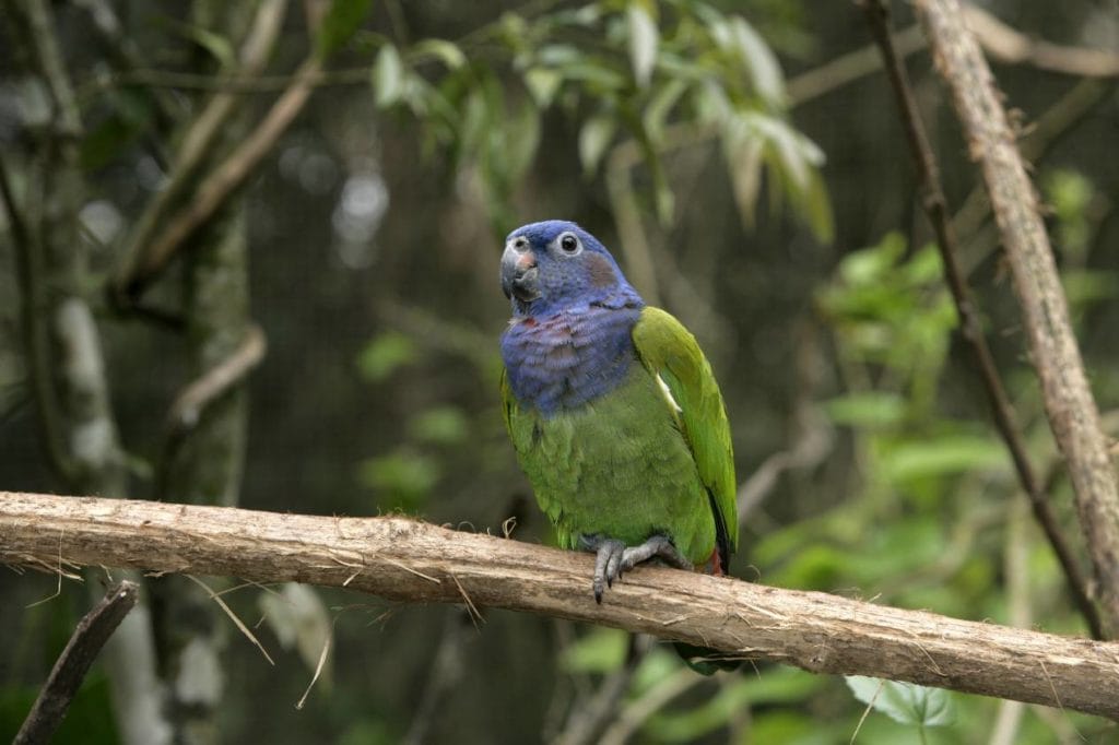 Pionus Parrot on the tree_Erni_Shutterstock
