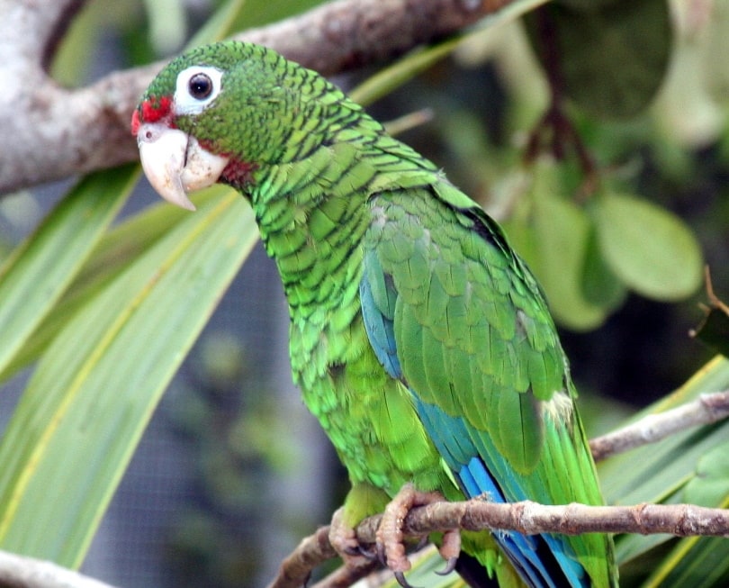 Puerto Rican Amazon parrot