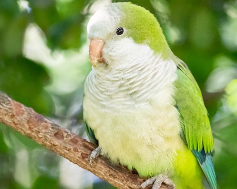 10 Most Affordable Parrots to Keep as Pets (With Pictures) | Pet Keen