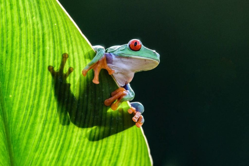 The Happiness-Inducing Cute Frogs (2023) Red Eye Tree frog on the leaf_Vaclav Sebek_Shutterstock