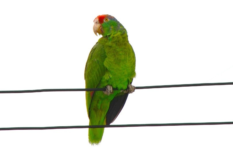Red-Fronted Macaw on wire