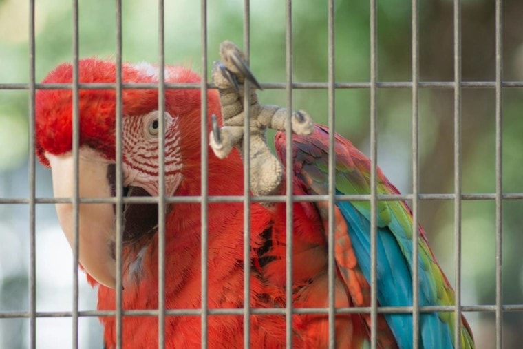 Red Macaw in the cage_SingerGM_Shutterstock