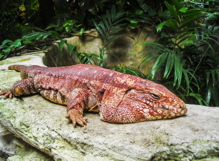 Close-up-Red-Tegu-Lizard-in-tank