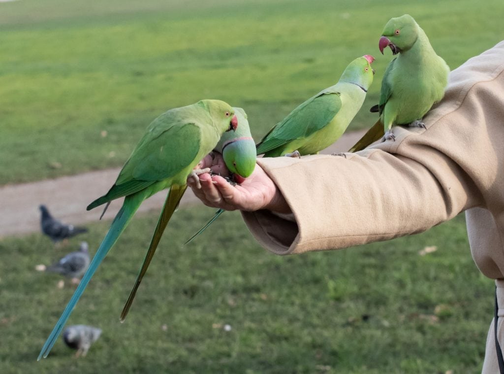 Indian Ringneck Parakeet - Birds.com