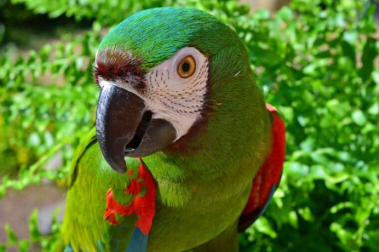 Severe Macaw close up shot