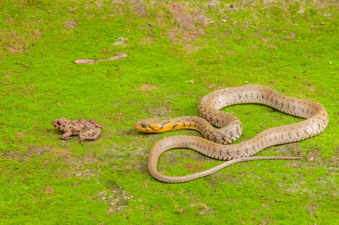 Snake and frog_C.Aphirak_Shutterstock