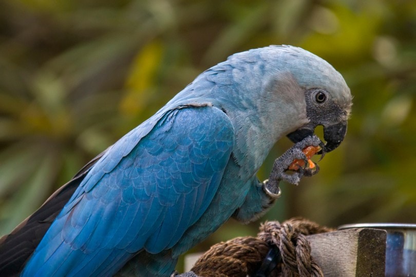 Spix macaw