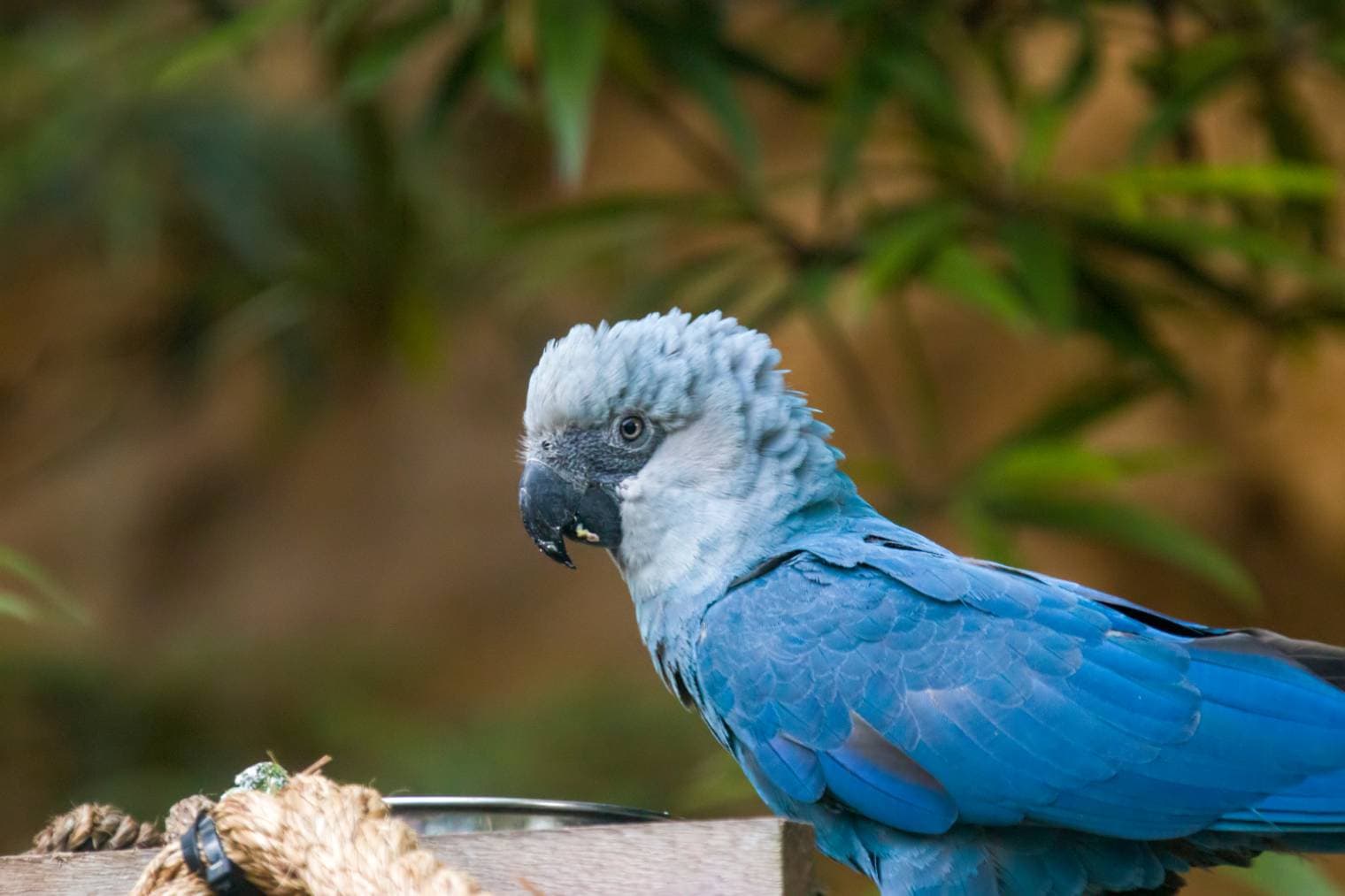 Spix’s Macaw side view_Danny Ye_Shutterstock copy