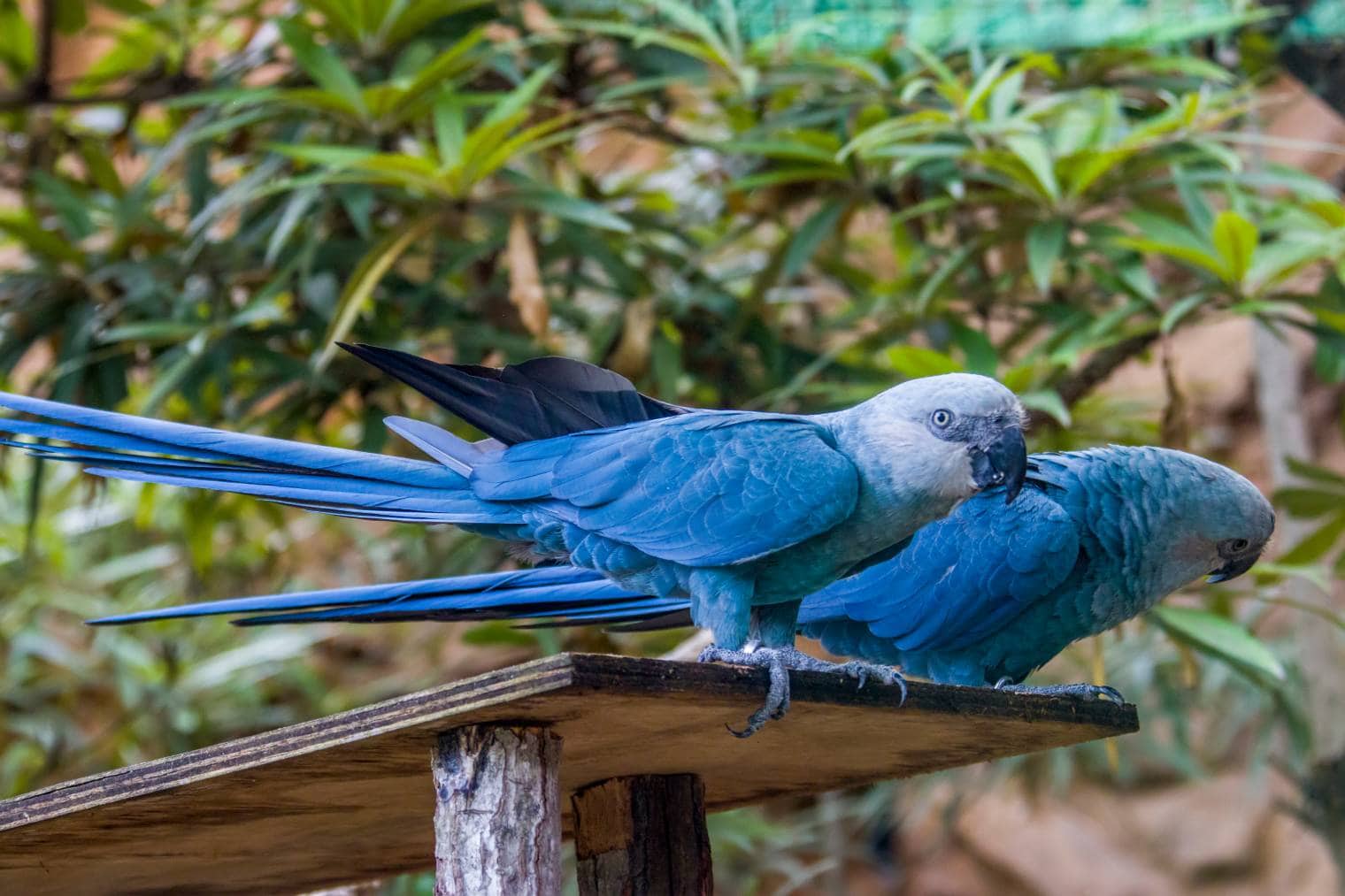 Spix’s Macaw side view_Danny Ye_Shutterstock