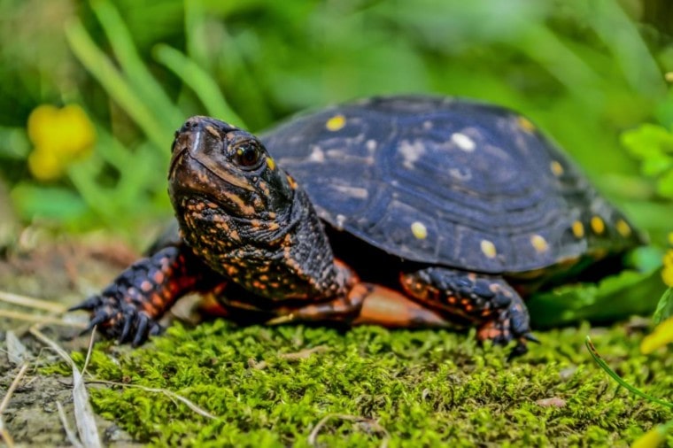 Spotted Turtle_ Jay Ondreicka_Shutterstock