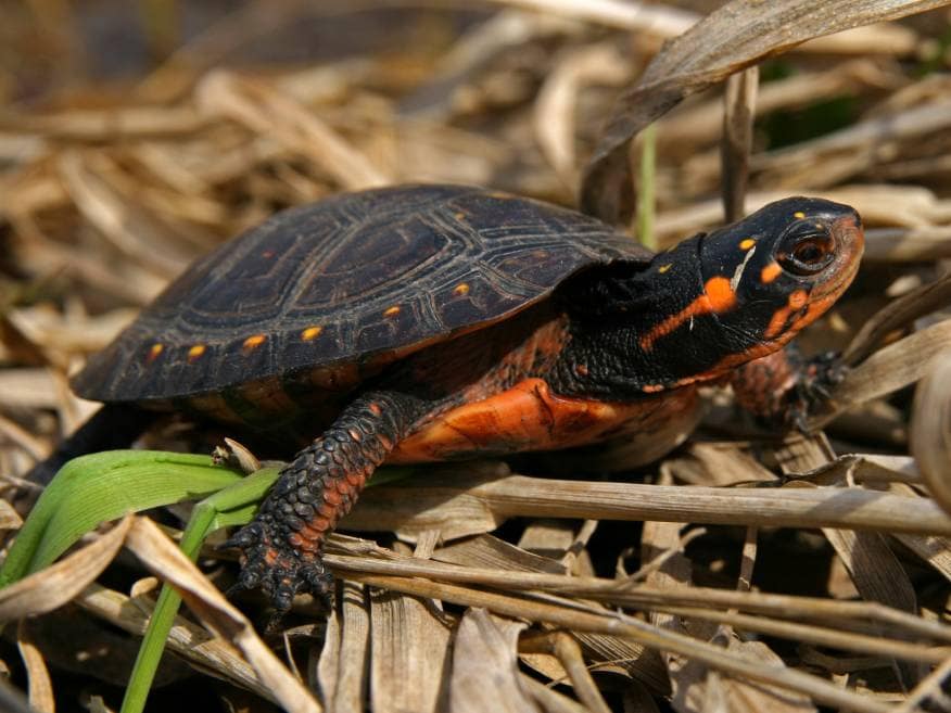 12 Turtles Found in Ohio (With Pictures) Pet Keen