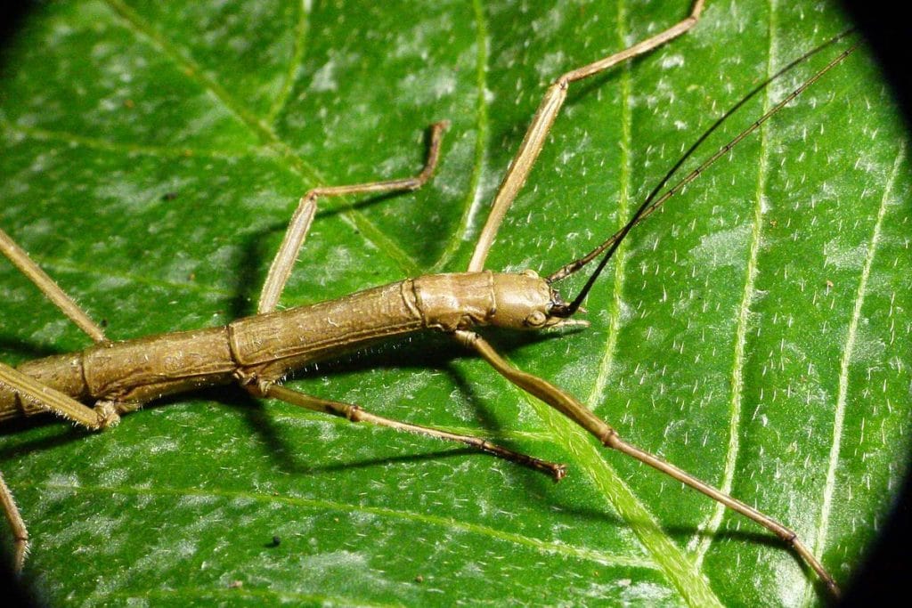 Do Walking Stick Insects Make Good Pets? | Pet Keen