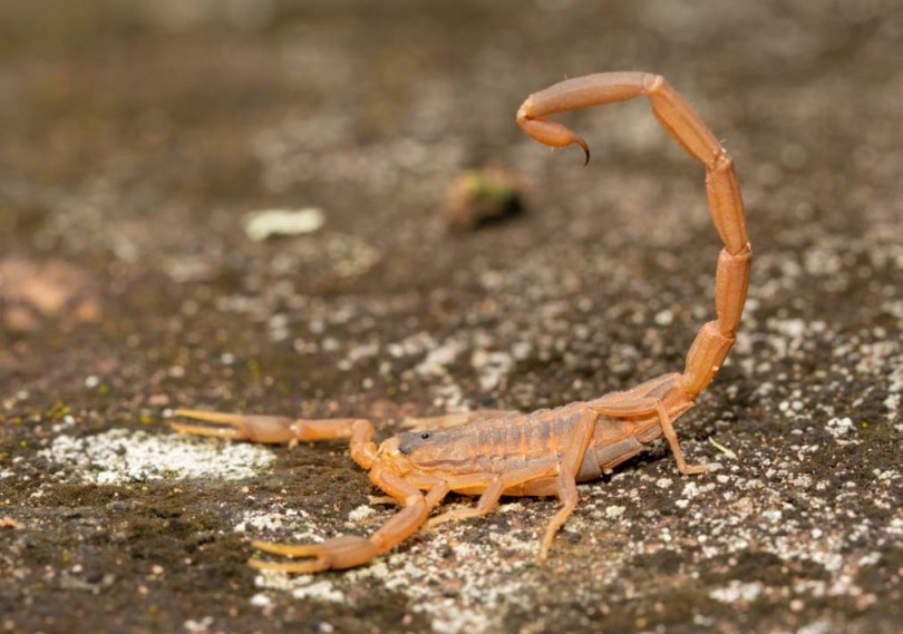 4 Scorpion Species Found In Arizona With Pictures Pet Keen