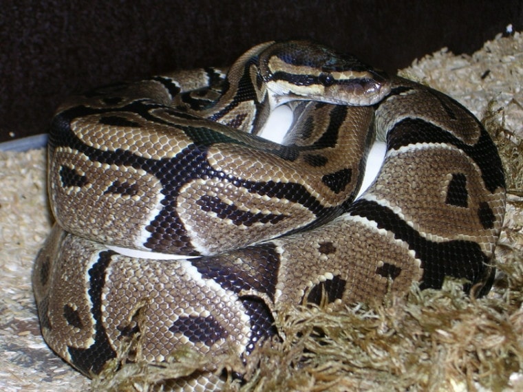 Super pasterl ball python