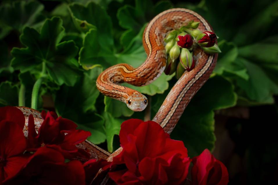 Tessera Corn Snake on the branch of the tree_Kwiastku_Shutterstock