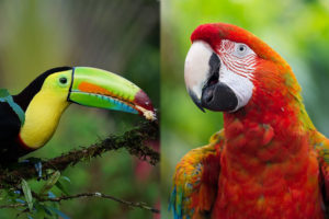 Are Parrots and Toucans Related? Notable Differences & Similarities ...