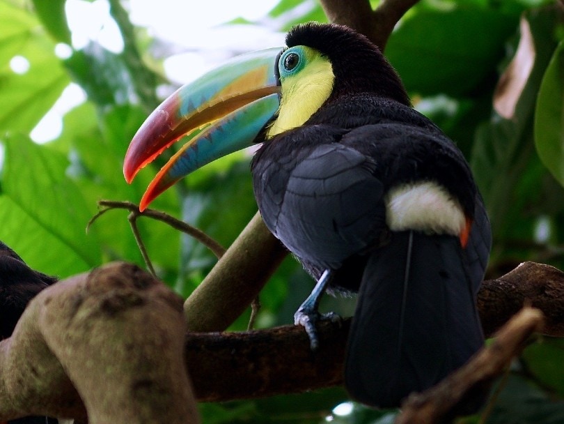 Toucan resting on a tree