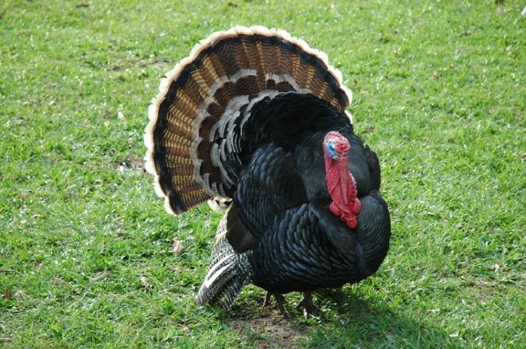 Turkey Tom in Field