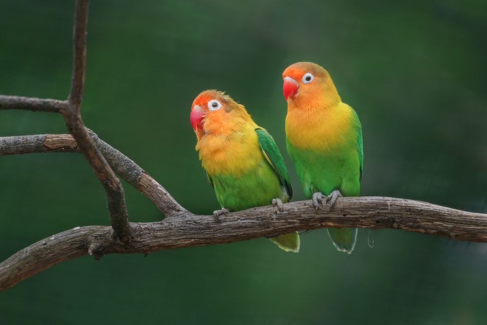 Two Fischer's lovebirds hanging out