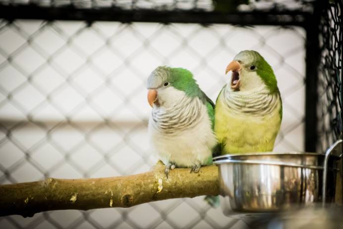 Two Parrots in a Cage