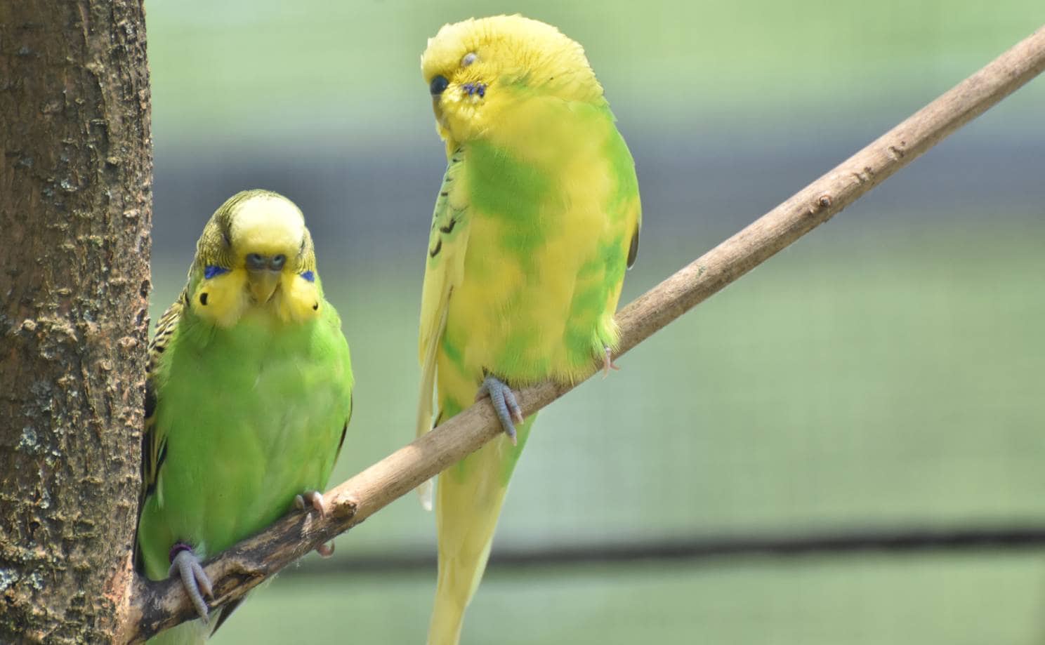 Two Yellow-Faced Parrotlet on the branch of the tree_DejaVuDesigns_Shutterstock