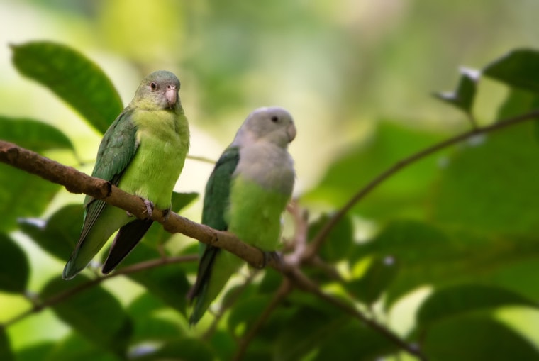 Two Grey headed Lovebirds on tree branch