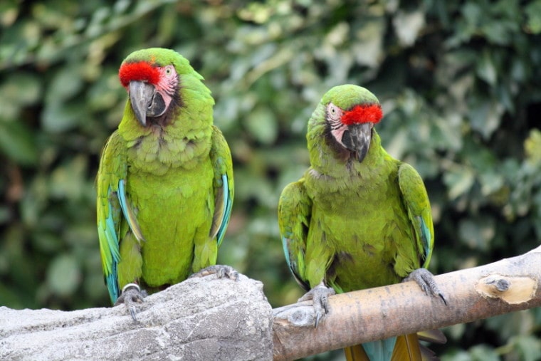 Two military macaw perching