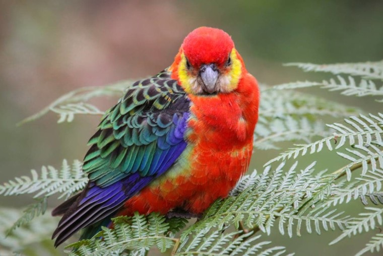 Western Rosella front view