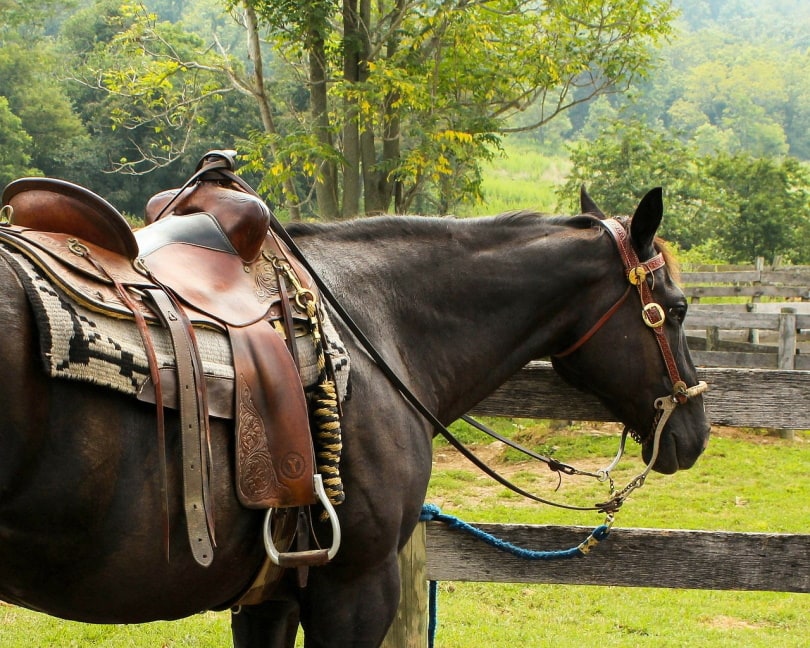 Western horse with saddle