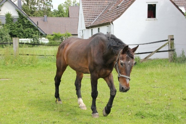 Westphalian Horses