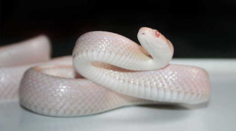 White Corn Snake
