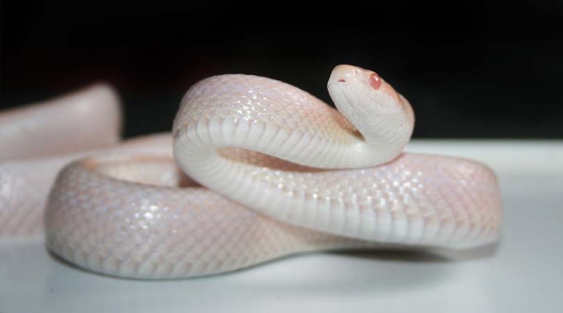 White Corn Snake: Traits, History, Food & Care (with Pictures) | Pet Keen