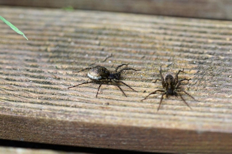 Wolf spiders on a wood plank