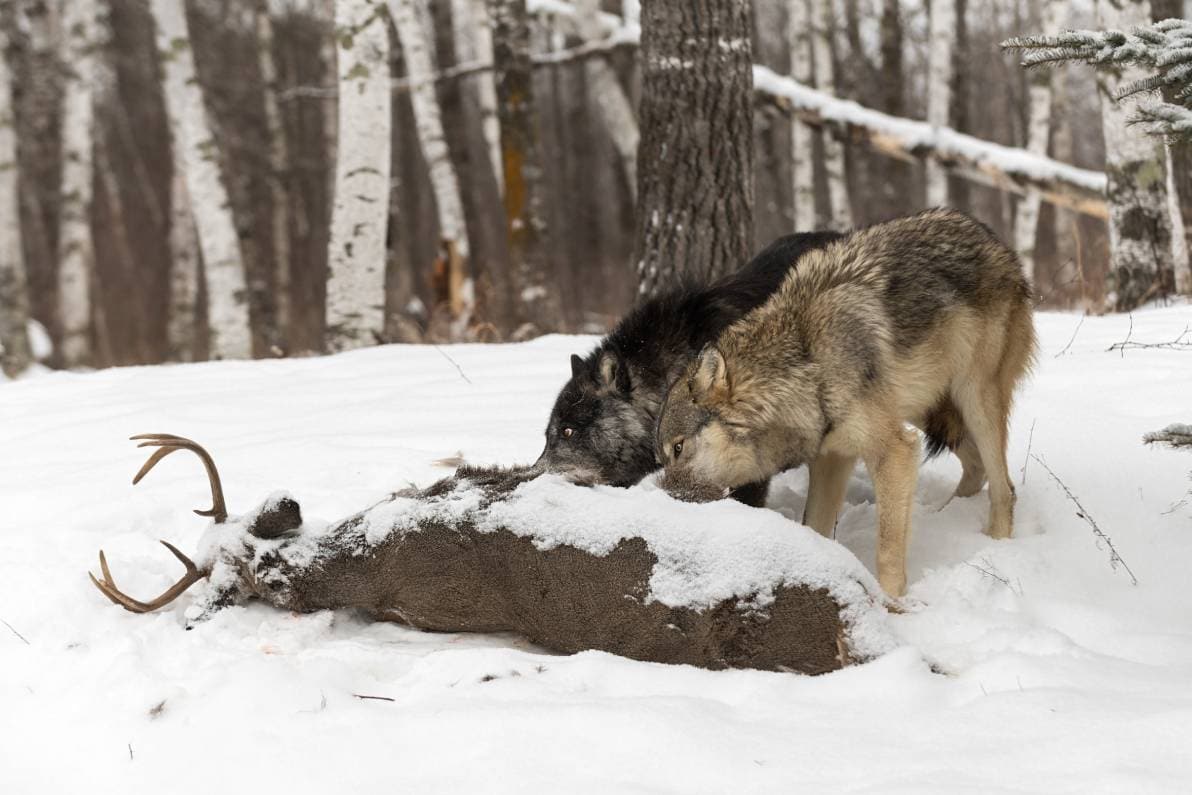 Wolves Eating A Deer  Geoffrey Kuchera Shutterstock 