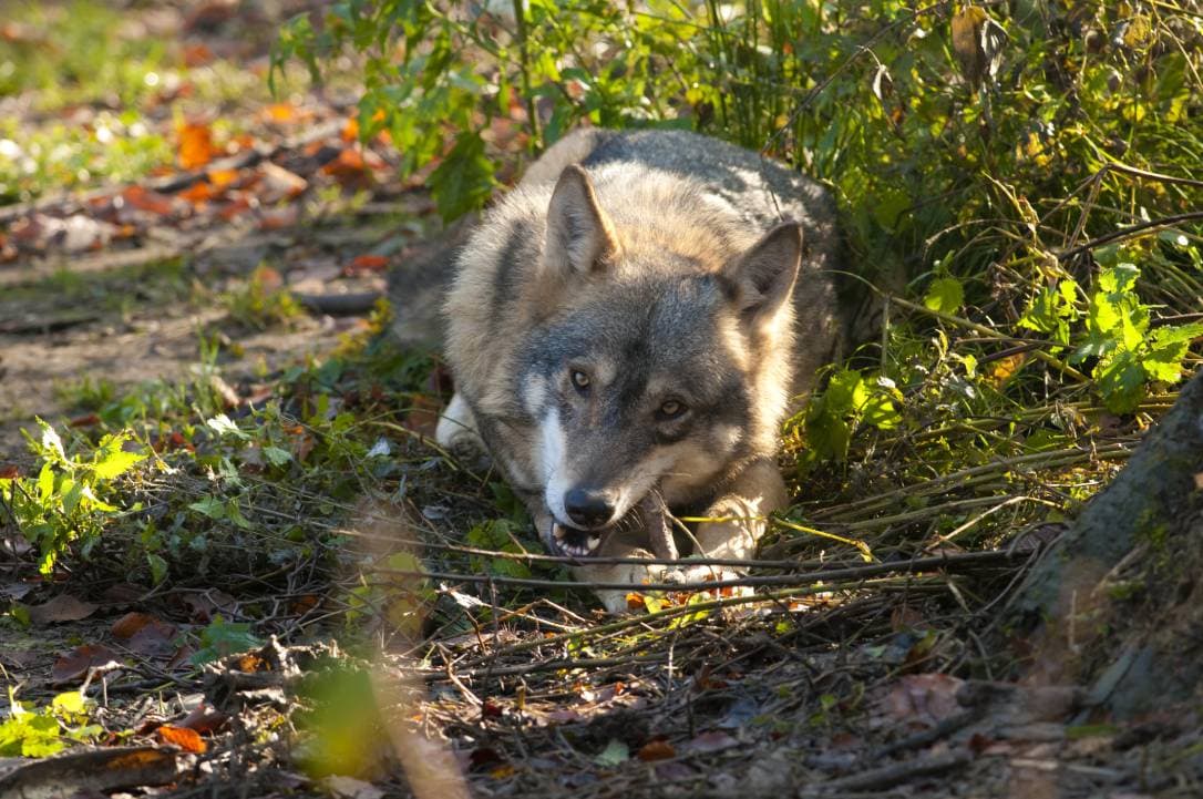 what to feed wolf dogs