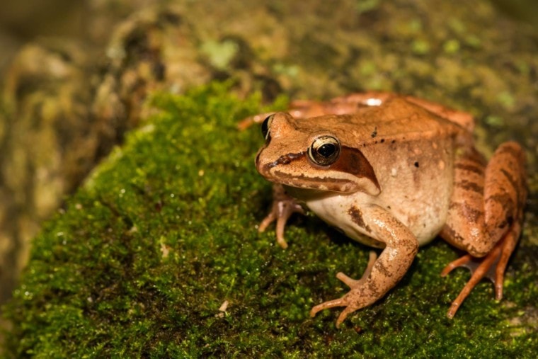 Wood Frog side view