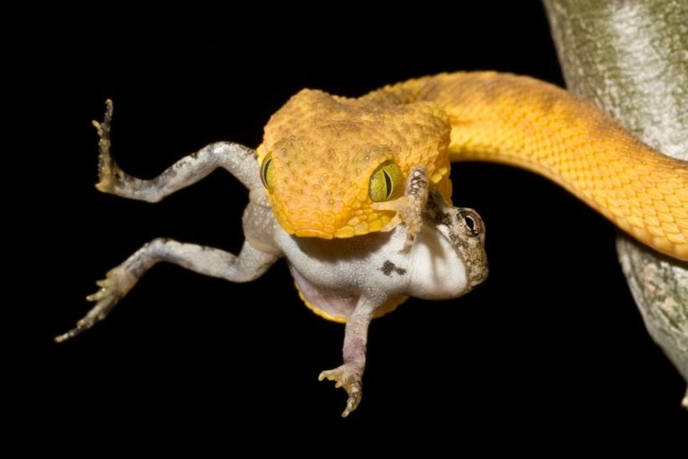Yellow Viper eating frog_Mark Kostich_Shutterstock