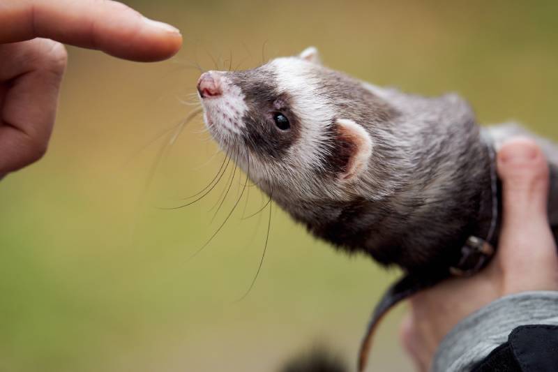 Young ferret trying to bite breeders hand