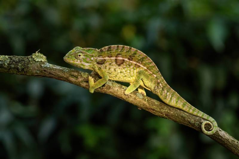 Carpet Chameleon Care Guide Pictures