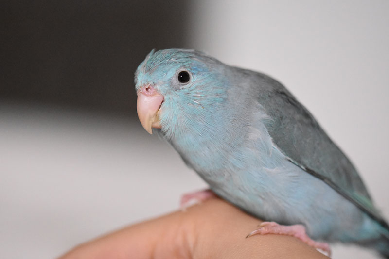 a parrotlet bird perching on human finger