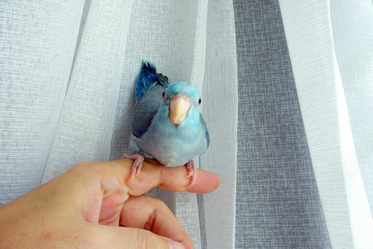 a parrotlet bird perching on owner's finger