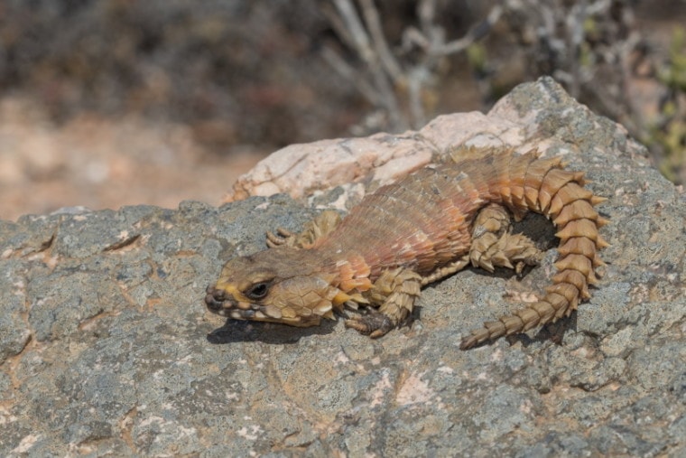 armadillo lizard on rock