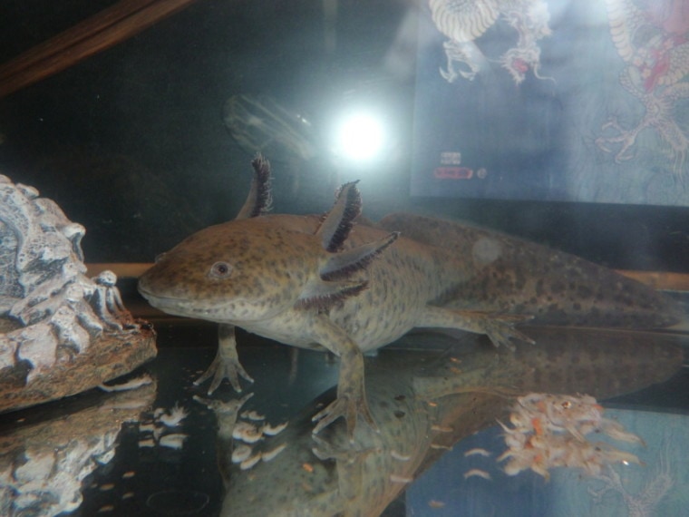 axanthic axolotl inside a tank