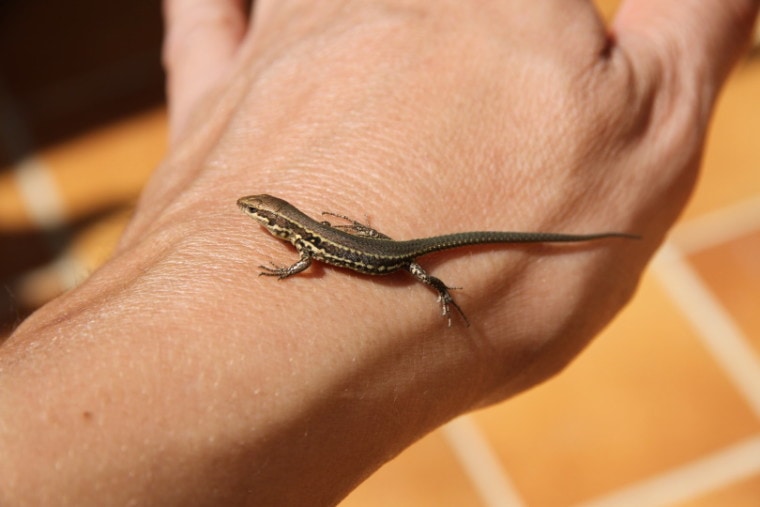 baby lizard in humans hand