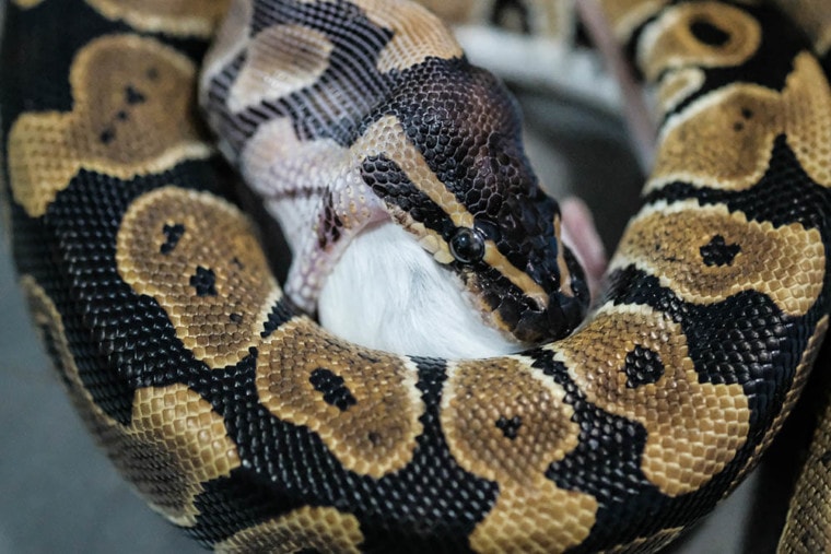 ball python eating a mouse