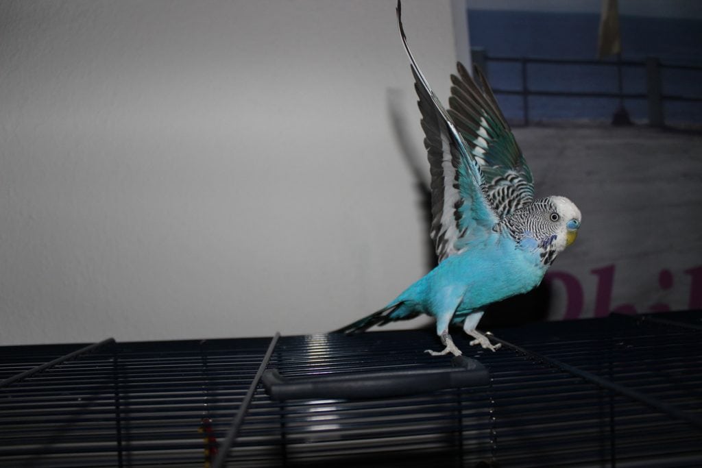 Bklue budgie on its cage