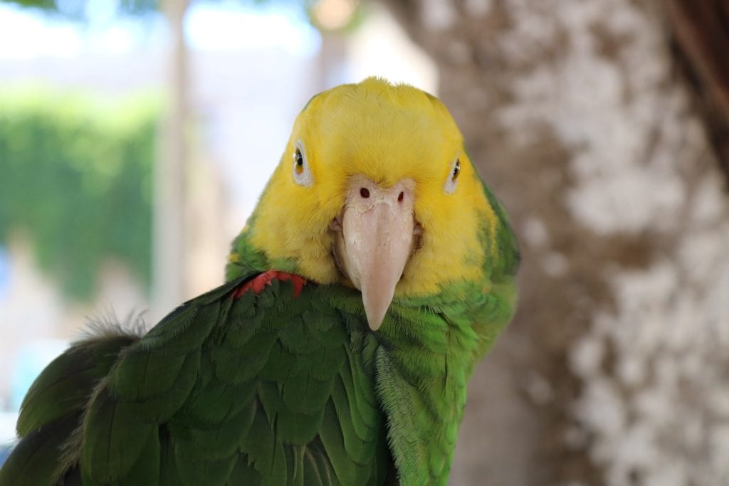Double yellow headed amazon parrot