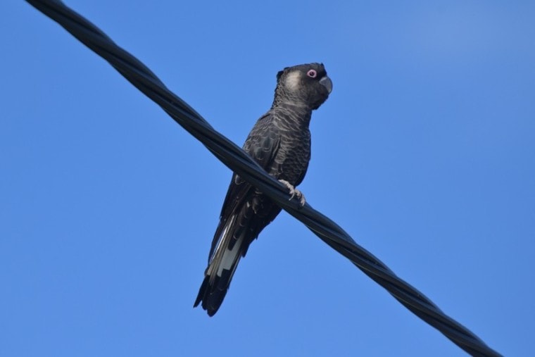 black baudin cockatoo