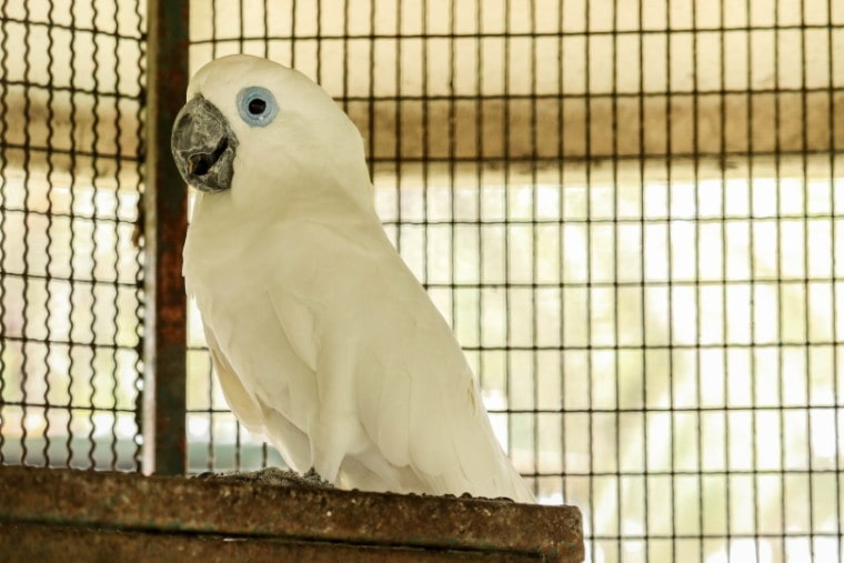 blue eyed cockatoo in cage