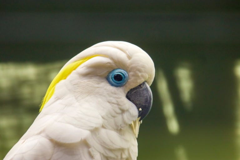 blue cockatoo